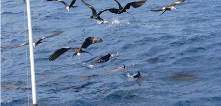 fishing isla Mujeres- sailfish